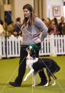 <b class=qtipBold><figcaption>Crufts 2017</figcaption></b><br>Graduate Obedience in the YKC ring, today (Friday 10.03.17), the second day of Crufts 2017, at the NEC Birmingham. Crufts 2017
