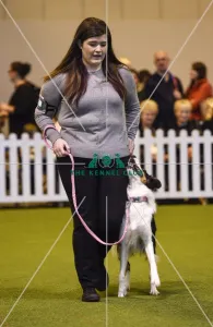 <b class=qtipBold><figcaption>Crufts 2017</figcaption></b><br>Graduate Obedience in the YKC ring, today (Friday 10.03.17), the second day of Crufts 2017, at the NEC Birmingham. Crufts 2017