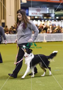 <b class=qtipBold><figcaption>Crufts 2017</figcaption></b><br>Graduate Obedience in the YKC ring, today (Friday 10.03.17), the second day of Crufts 2017, at the NEC Birmingham. Crufts 2017