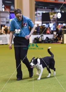 <b class=qtipBold><figcaption>Crufts 2017</figcaption></b><br>Graduate Obedience in the YKC ring, today (Friday 10.03.17), the second day of Crufts 2017, at the NEC Birmingham. Crufts 2017