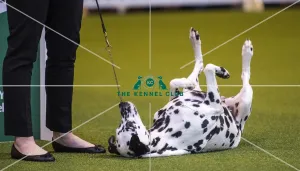 <b class=qtipBold><figcaption>Crufts 2017</figcaption></b><br>YKC Handling 17-24 years pictured is winner Charlotte Page and her Dalmation Pandora today (Friday 10.03.17), the second day of Crufts 2017, at the NEC Birmingham. Crufts 2017