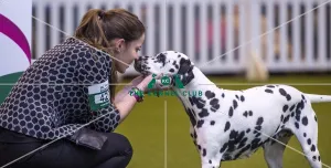 <b class=qtipBold><figcaption>Crufts 2017</figcaption></b><br>YKC Handling 17-24 years pictured is winner Charlotte Page and her Dalmation Pandora today (Friday 10.03.17), the second day of Crufts 2017, at the NEC Birmingham. Crufts 2017