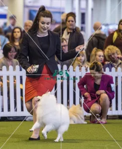 <b class=qtipBold><figcaption>Crufts 2017</figcaption></b><br>YKC Handling 17-24 years today (Friday 10.03.17), the second day of Crufts 2017, at the NEC Birmingham. Crufts 2017