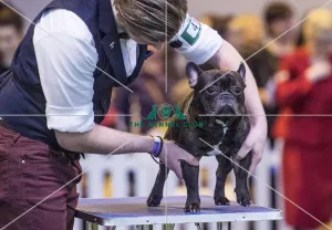 <b class=qtipBold><figcaption>Crufts 2017</figcaption></b><br>YKC Handling 17-24 years today (Friday 10.03.17), the second day of Crufts 2017, at the NEC Birmingham. Crufts 2017