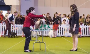 <b class=qtipBold><figcaption>Crufts 2017</figcaption></b><br>YKC Handling 17-24 years today (Friday 10.03.17), the second day of Crufts 2017, at the NEC Birmingham. Crufts 2017