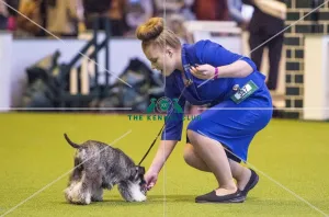 <b class=qtipBold><figcaption>Crufts 2017</figcaption></b><br>YKC Handling 17-24 years today (Friday 10.03.17), the second day of Crufts 2017, at the NEC Birmingham. Crufts 2017