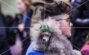 <b class=qtipBold><figcaption>Crufts 2017</figcaption></b><br>A man and his dog watch YKC Parade of Russian Toy Dogs today (Friday 10.03.17), the second day of Crufts 2017, at the NEC Birmingham. Crufts 2017