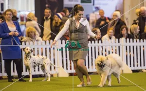 <b class=qtipBold><figcaption>Crufts 2017</figcaption></b><br>YKC Handling 17-24 years today (Friday 10.03.17), the second day of Crufts 2017, at the NEC Birmingham. Crufts 2017