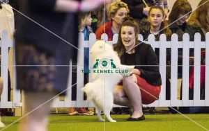 <b class=qtipBold><figcaption>Crufts 2017</figcaption></b><br>YKC Handling 17-24 years today (Friday 10.03.17), the second day of Crufts 2017, at the NEC Birmingham. Crufts 2017