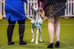 <b class=qtipBold><figcaption>Crufts 2017</figcaption></b><br>YKC Handling 17-24 years today (Friday 10.03.17), the second day of Crufts 2017, at the NEC Birmingham. Crufts 2017