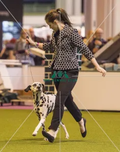<b class=qtipBold><figcaption>Crufts 2017</figcaption></b><br>YKC Handling 17-24 years today (Friday 10.03.17), the second day of Crufts 2017, at the NEC Birmingham. Crufts 2017