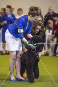 <b class=qtipBold><figcaption>Crufts 2017</figcaption></b><br>YKC Handling 17-24 years today (Friday 10.03.17), the second day of Crufts 2017, at the NEC Birmingham. Crufts 2017