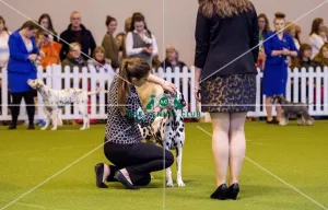 <b class=qtipBold><figcaption>Crufts 2017</figcaption></b><br>YKC Parade of Russian Toy Dogs today (Friday 10.03.17), the second day of Crufts 2017, at the NEC Birmingham. Crufts 2017