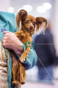 <b class=qtipBold><figcaption>Crufts 2017</figcaption></b><br>YKC Parade of Russian Toy Dogs today (Friday 10.03.17), the second day of Crufts 2017, at the NEC Birmingham. Crufts 2017