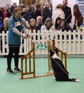<b class=qtipBold><figcaption>Crufts 2017</figcaption></b><br>20170310 Copyright onEdition 2017Free for editorial use image, please credit: onEditionGCDS Stakes Final (YKC) today (Friday 10.03.17), the second day of Crufts 2017, at the NEC Birmingham.<br><em>© onEdition</em> Crufts 2017