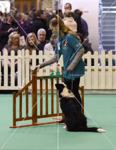 <b class=qtipBold><figcaption>Crufts 2017</figcaption></b><br>20170310 Copyright onEdition 2017Free for editorial use image, please credit: onEditionGCDS Stakes Final (YKC) today (Friday 10.03.17), the second day of Crufts 2017, at the NEC Birmingham.<br><em>© onEdition</em> Crufts 2017