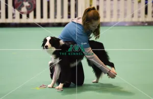 <b class=qtipBold><figcaption>Crufts 2017</figcaption></b><br>20170310 Copyright onEdition 2017Free for editorial use image, please credit: onEditionGCDS Stakes Final (YKC) today (Friday 10.03.17), the second day of Crufts 2017, at the NEC Birmingham.<br><em>© onEdition</em> Crufts 2017