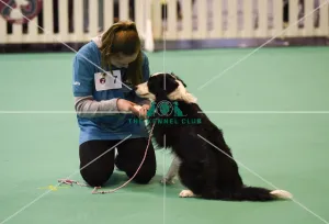 <b class=qtipBold><figcaption>Crufts 2017</figcaption></b><br>20170310 Copyright onEdition 2017Free for editorial use image, please credit: onEditionGCDS Stakes Final (YKC) today (Friday 10.03.17), the second day of Crufts 2017, at the NEC Birmingham.<br><em>© onEdition</em> Crufts 2017
