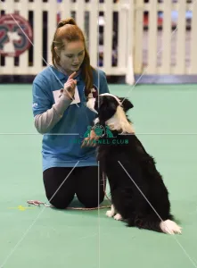 <b class=qtipBold><figcaption>Crufts 2017</figcaption></b><br>20170310 Copyright onEdition 2017Free for editorial use image, please credit: onEditionGCDS Stakes Final (YKC) today (Friday 10.03.17), the second day of Crufts 2017, at the NEC Birmingham.<br><em>© onEdition</em> Crufts 2017