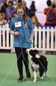 <b class=qtipBold><figcaption>Crufts 2017</figcaption></b><br>20170310 Copyright onEdition 2017Free for editorial use image, please credit: onEditionGCDS Stakes Final (YKC) today (Friday 10.03.17), the second day of Crufts 2017, at the NEC Birmingham.<br><em>© onEdition</em> Crufts 2017