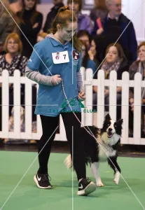 <b class=qtipBold><figcaption>Crufts 2017</figcaption></b><br>20170310 Copyright onEdition 2017Free for editorial use image, please credit: onEditionGCDS Stakes Final (YKC) today (Friday 10.03.17), the second day of Crufts 2017, at the NEC Birmingham.<br><em>© onEdition</em> Crufts 2017