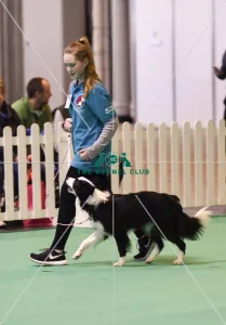 <b class=qtipBold><figcaption>Crufts 2017</figcaption></b><br>GCDS Stakes Final (YKC) today (Friday 10.03.17), the second day of Crufts 2017, at the NEC Birmingham. Crufts 2017
