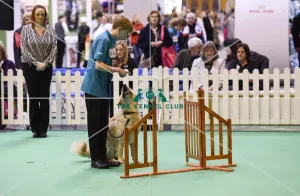 <b class=qtipBold><figcaption>Crufts 2017</figcaption></b><br>GCDS Stakes Final (YKC) today (Friday 10.03.17), the second day of Crufts 2017, at the NEC Birmingham. Crufts 2017