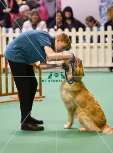 <b class=qtipBold><figcaption>Crufts 2017</figcaption></b><br>GCDS Stakes Final (YKC) today (Friday 10.03.17), the second day of Crufts 2017, at the NEC Birmingham. Crufts 2017