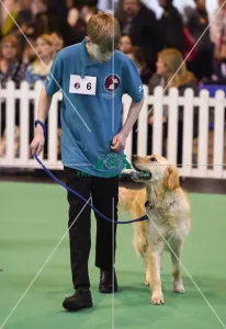 <b class=qtipBold><figcaption>Crufts 2017</figcaption></b><br>GCDS Stakes Final (YKC) today (Friday 10.03.17), the second day of Crufts 2017, at the NEC Birmingham. Crufts 2017