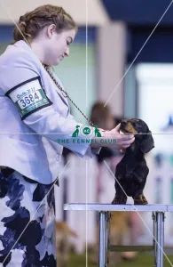 <b class=qtipBold><figcaption>Crufts 2017</figcaption></b><br>YKC Stakes Hounds Final today (Thursday 09.03.17), the first day of Crufts 2017, at the NEC Birmingham. Crufts 2017