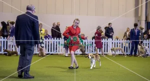 <b class=qtipBold><figcaption>Crufts 2017</figcaption></b><br>YKC Stakes Hounds Final today (Thursday 09.03.17), the first day of Crufts 2017, at the NEC Birmingham. Crufts 2017