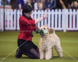 <b class=qtipBold><figcaption>Crufts 2017</figcaption></b><br>YKC Stakes Terrier Final today (Thursday 09.03.17), the first day of Crufts 2017, at the NEC Birmingham. Crufts 2017