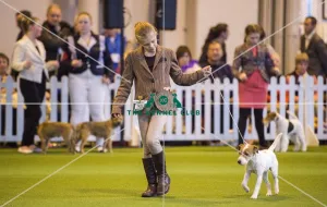 <b class=qtipBold><figcaption>Crufts 2017</figcaption></b><br>YKC Stakes Terrier Final today (Thursday 09.03.17), the first day of Crufts 2017, at the NEC Birmingham. Crufts 2017