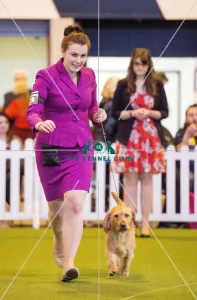 <b class=qtipBold><figcaption>Crufts 2017</figcaption></b><br>YKC Handling 17-24 years today (Thursday 09.03.17), the first day of Crufts 2017, at the NEC Birmingham. Crufts 2017