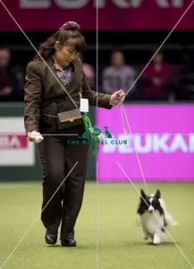 <b class=qtipBold><figcaption>Crufts 2017</figcaption></b><br>Chie Ejima from Japan with Matthew a Papillon, which was the Best of Breed winner today (Friday 10.03.17), the second day of Crufts 2017, at the NEC Birmingham.<br><em>© onEdition</em> Crufts 2017