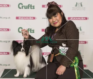 <b class=qtipBold><figcaption>Crufts 2017</figcaption></b><br>Chie Ejima from Japan with Matthew a Papillon, which was the Best of Breed winner today (Friday 10.03.17), the second day of Crufts 2017, at the NEC Birmingham. Crufts 2017