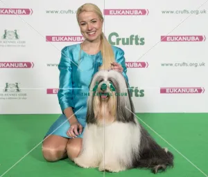 <b class=qtipBold><figcaption>Crufts 2017</figcaption></b><br>Katia Rauhut from Germany with Keavy a Tibetan Terrier, which was the Best of Breed winner today (Friday 10.03.17), the second day of Crufts 2017, at the NEC Birmingham. Crufts 2017