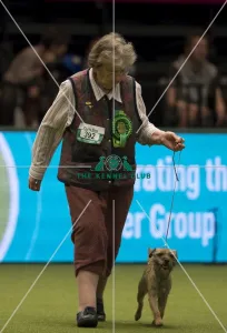 <b class=qtipBold><figcaption>Crufts 2017</figcaption></b><br>Anne Roslin-Williams from Worcestershire with Ling a Border Terrier, which was the Best of Breed winner today (Thursday 09.03.17), the first day of Crufts 2017, at the NEC Birmingham. Crufts 2017