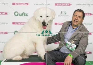 <b class=qtipBold><figcaption>Crufts 2017</figcaption></b><br>Alfonso Cosentino from Italy with Faustolo a Maremma Sheepdog, which was the Best of Breed winner today (Sunday 12.03.17), the final day of Crufts 2017, at the NEC Birmingham. Crufts 2017