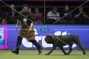 <b class=qtipBold><figcaption>Crufts 2017</figcaption></b><br>Mateaki Mafi from Tonga with Freddd a Neapolitan Mastiff (Non CC), which was the Best of Breed winner today (Sunday 12.03.17), the final day of Crufts 2017, at the NEC Birmingham. Crufts 2017