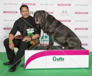 <b class=qtipBold><figcaption>Crufts 2017</figcaption></b><br>Mateaki Mafi from Tonga with Freddd a Neapolitan Mastiff (Non CC), which was the Best of Breed winner today (Sunday 12.03.17), the final day of Crufts 2017, at the NEC Birmingham. Crufts 2017