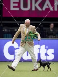 <b class=qtipBold><figcaption>Crufts 2017</figcaption></b><br>Nick Gourley from Belpher with Coco a English Toy Terrier (Black & Tan), which was the Best of Breed winner today (Friday 10.03.17), the second day of Crufts 2017, at the NEC Birmingham. *** Local Caption *** Image OK for any Kennel Club and/or Crufts use including press and editorial use must credit photographer and the Kennel Club Crufts 2017