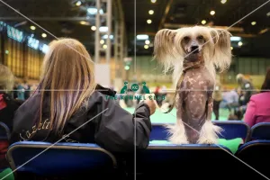 <b class=qtipBold><figcaption>Crufts 2017</figcaption></b><br>Sammy a Chinese Crested from Bedfordshire with owner Jill Inwood watches the judging today (Friday 10.03.17), the second day of Crufts 2017, at the NEC Birmingham. Crufts 2017