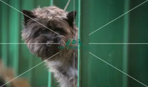 <b class=qtipBold><figcaption>Crufts 2017</figcaption></b><br>Dempsey a Cairn Terrier, today (Thursday 09.03.17), the first day of Crufts 2017, at the NEC Birmingham. Crufts 2017