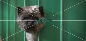 <b class=qtipBold><figcaption>Crufts 2017</figcaption></b><br>Dempsey a Cairn Terrier, today (Thursday 09.03.17), the first day of Crufts 2017, at the NEC Birmingham. Crufts 2017