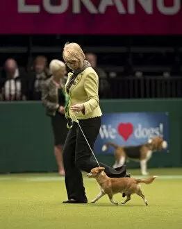 Images Dated 9th March 2017: Crufts 2017