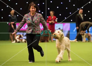 <b class=qtipBold><figcaption>Crufts 2018</figcaption></b><br>Picture shows Tony a Italian Spinone, which was the Best of Breed winner today, (Sunday 11.03.18), the fourth and final day of Crufts 2018, at the NEC Birmingham.<br><em>© Flick.digital</em> Crufts 2018