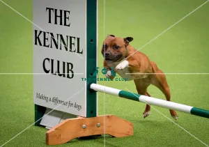 <b class=qtipBold><figcaption>Crufts 2018</figcaption></b><br>East Anglian Staffordshire Bull Terrier Display Team in the Main Arena on the first day of Crufts 2018, at the NEC Birmingham.<br><em>© Flick.digital</em> Crufts 2018