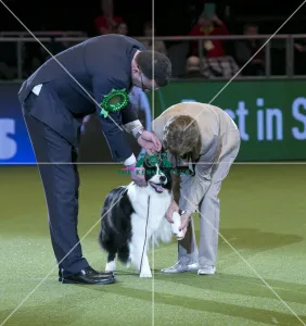 <b class=qtipBold><figcaption>Crufts 2018</figcaption></b><br>Picture shows David Connolly from Togher, Ireland with Roo a Border Collie, at the Best in Show competition, today (Sunday 11.03.18), the fourth and final day of Crufts 2018, at the NEC Birmingham.<br><em>© Flick.digital</em> Crufts 2018