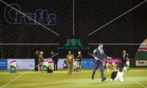 <b class=qtipBold><figcaption>Crufts 2018</figcaption></b><br>Picture shows David Connolly from Togher, Ireland with Roo a Border Collie, at the Best in Show competition, today (Sunday 11.03.18), the fourth and final day of Crufts 2018, at the NEC Birmingham.<br><em>© Flick.digital</em> Crufts 2018